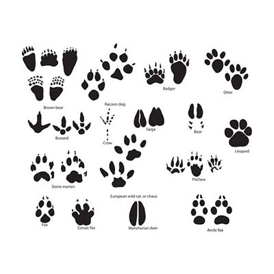 Puppy Dog Foot Design Water Transfer Temporary Tattoo(fake Tattoo) Stickers NO.10780